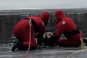 Dog Rescued After Falling Through Ice In Massachusetts