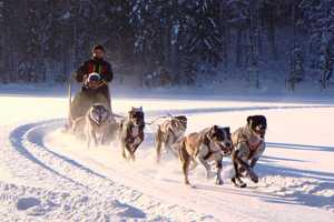 Sled Dog Expert Introduces Kids To Sport In Oakland