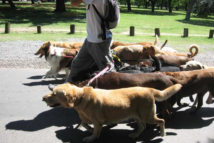 Yorktown Considers Banning Dogs From Play Areas