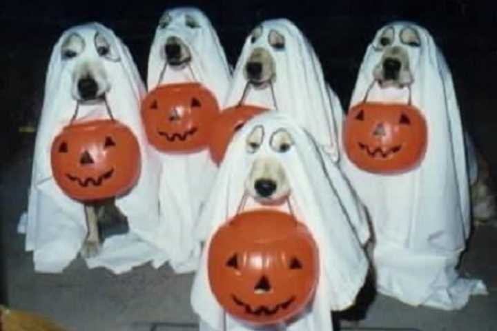 Lots Of Spooky Stuff To Do In Cortlandt This Halloween Weekend