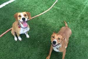 Franklin Lakes Animal Hospital Schedules Pet Adoption Day