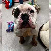 Animal Cruelty: Long Island Man Charged For Neglecting Dog, SPCA Says