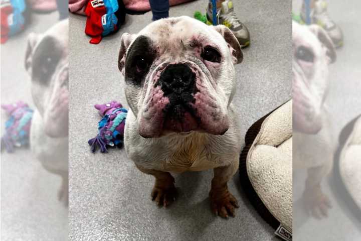 An Amityville man has been charged after severely neglecting Dollar, his 5-year-old bulldog, officials said.