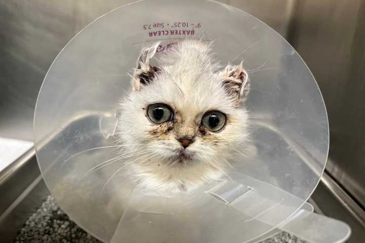 MSPCA Seeking Hero Adopter To Say 'Hello Dollie' To Healed Munchkin Kitten