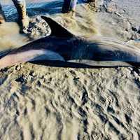 <p>The dolphin stranded in the mud and sand.</p>