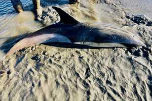 Dolphin Dies After Being Trapped In Bay On Long Island