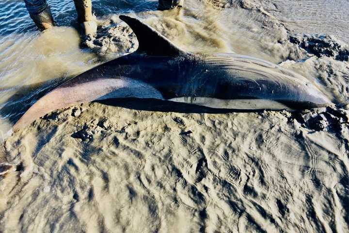 Dolphin Dies After Being Trapped In Bay On Long Island
