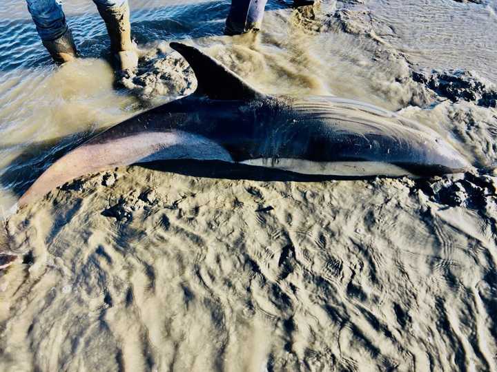 The dolphin stranded in the mud and sand.