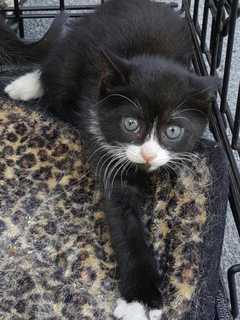 Wyckoff Store Holds 'Kitten Shower' On Adoption Day