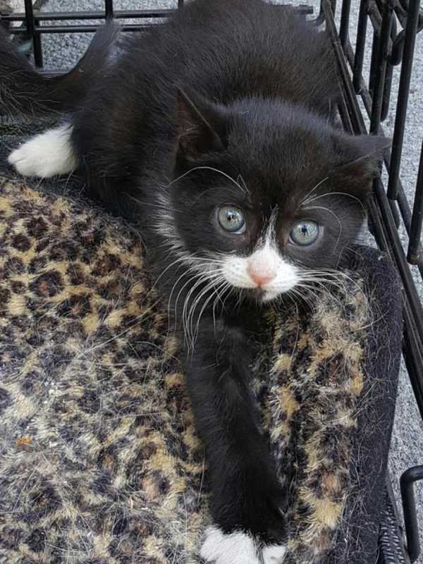 Wyckoff Store Holds 'Kitten Shower' On Adoption Day