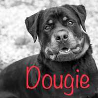 <p>Dougie</p>