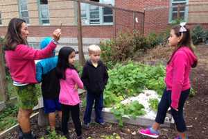 Third-Graders Learn To Classify Dows Lane Garden