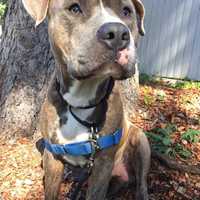 Dozier Is SPCA Pet Of The Week