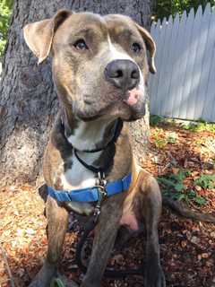 Dozier Is SPCA Pet Of The Week