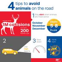 It's Worst Time Of Year For Vehicle Vs. Deer, Animal Collisions: Here Are Tips To Prevent Them