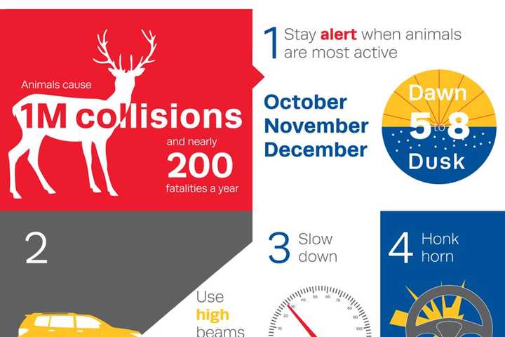 It's Worst Time Of Year For Vehicle Vs. Deer, Animal Collisions: Here Are Tips To Prevent Them