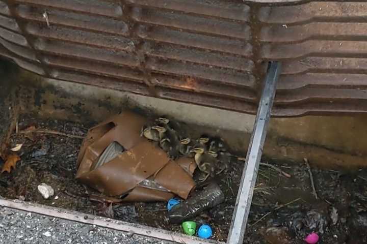 Mother's Day Rescue: Ducklings Pulled From Storm Drain In Hudson Valley, Reunited With Mother