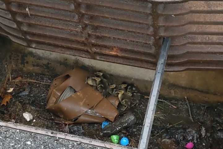 Ducklings Pulled From Storm Drain In Suffern, Reunited With Mother