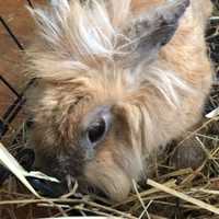 <p>Chloe is one of several rabbits at Freedom Farm Animal Sanctuary in Middlebury.</p>