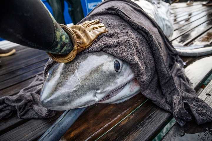 Massive Shark Spotted Off Long Island Shore