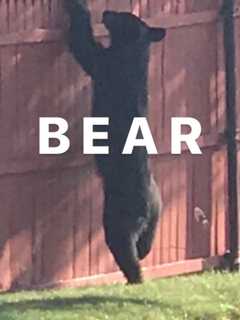 Grin, Bear It: Police Warn Of Latest Black Bear Sighting In Area