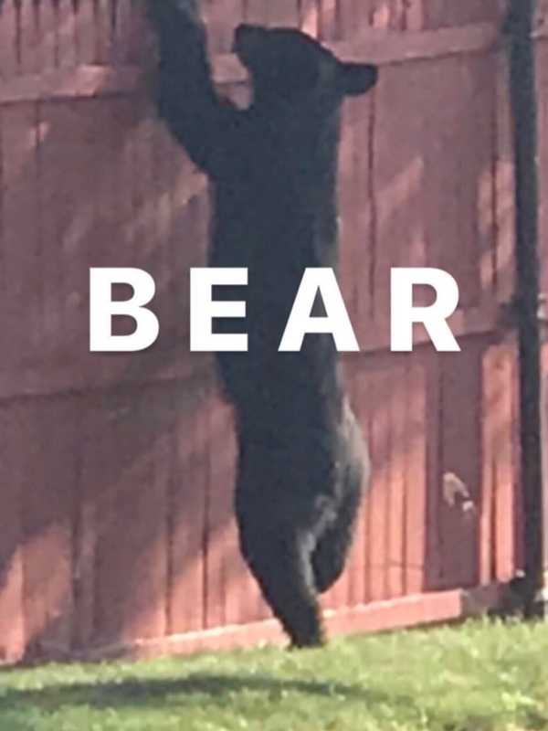 Grin, Bear It: Police In Rye Brook Warn Of Latest Black Bear Sighting