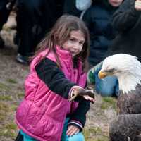 <p>Children will have the chance to get up close and personal with bald eagles, once an endangered specials, at this year&#x27;s EagleFest.</p>