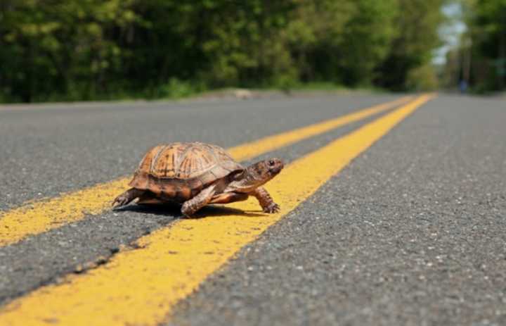 May through June is a critical period when female turtles undertake risky overland forays to reach nesting areas. During this time, they often cross roads, sometimes with fatal consequences.