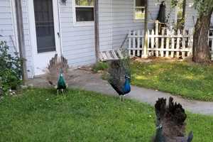 Peacocks Make Themselves At Home On Dutchess Apartment Grounds