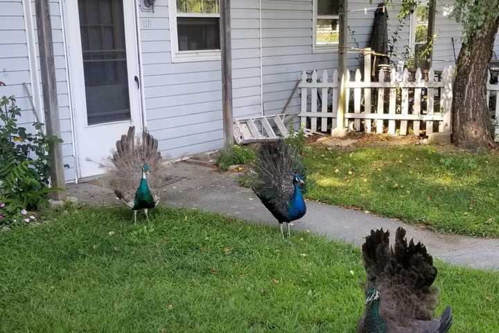 Peacocks Make Themselves At Home On Apartment Grounds In Area