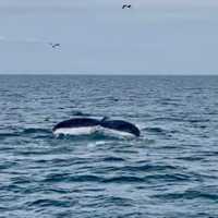 <p>A whale trailed by hungry seagulls submerges about two miles off the Jersey Shore last month. (Photo courtesy of Roger J. Muller, Jr. )</p>