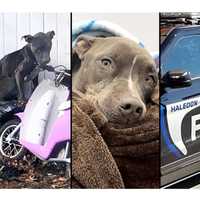 Malnourished Dog Left In Freezing Cold Rescued By Haledon Police, Couple Charged With Cruelty