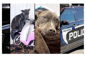 Malnourished NJ Dog Left In Freezing Cold Rescued By Police, Couple Charged With Cruelty