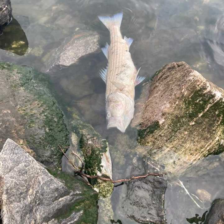 This is one of the hundreds of dead fish that have been floating in the Hudson River this week.