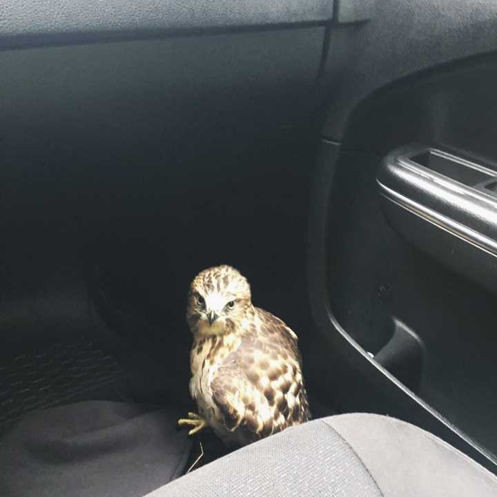 A New York State Police trooper helped rescue an injured hawk off the Taconic State Parkway in Pleasant Valley.