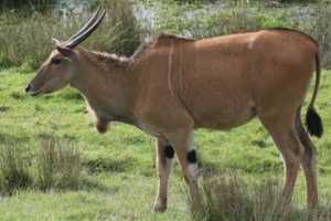 Antelope On The Lam After Busting Out Of Western Mass Zoo