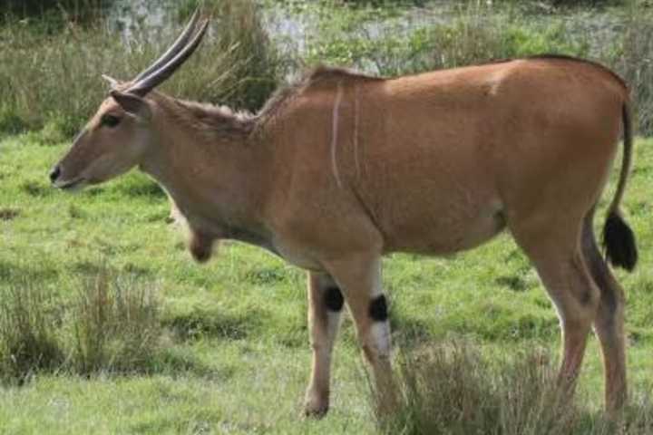 Antelope On The Lam After Busting Out Of Mass Zoo