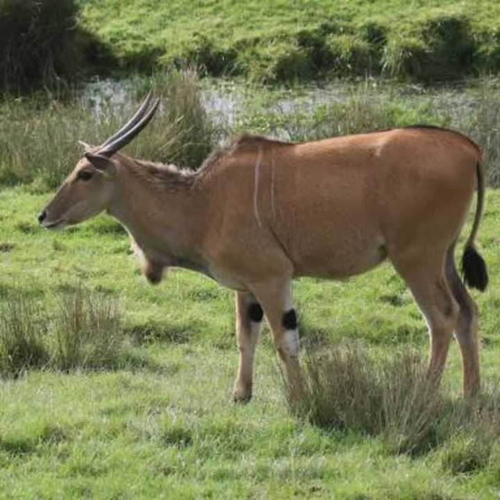 An eland antelope escaped from a zoo in Hampden County last week, and wildlife officials have asked the public to be on the lookout for it.