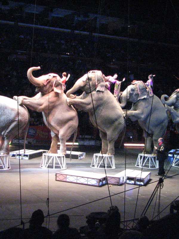 Retirement Of Circus Elephants, Who Started In Westchester, Tops News