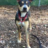 Elliot Is SPCA Pet Of The Week