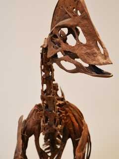 Kids Get To 'Bone Up' On Dino Fossils In Bergenfield