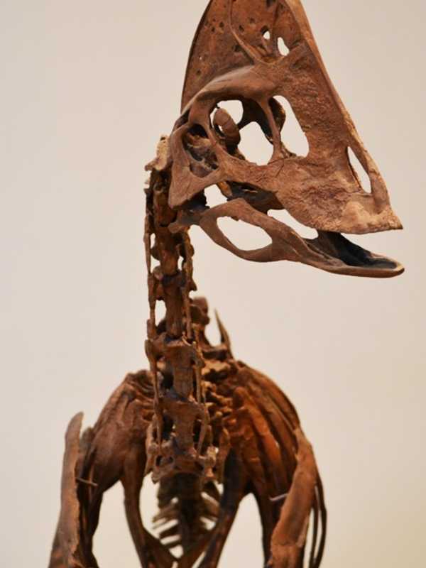 Kids Get To 'Bone Up' On Dino Fossils In Bergenfield