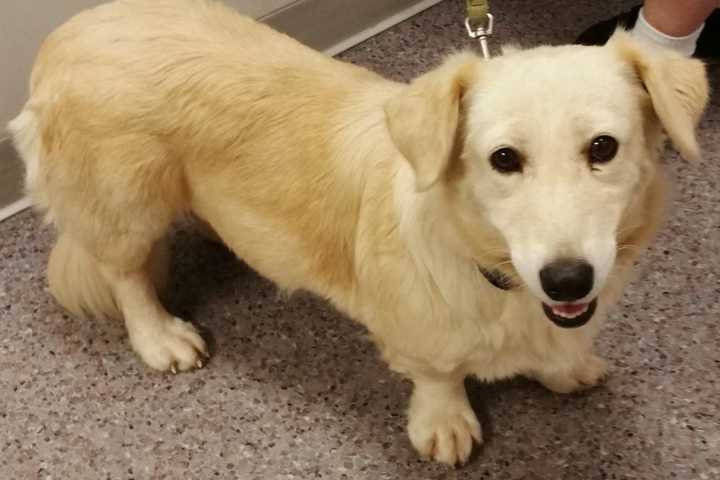 Dog From Eurasia Named SPCA Of Westchester's Pet Of The Week