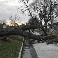<p>Emerald Tree and Shrub Care has been quite busy after the recent nor'easters.</p>