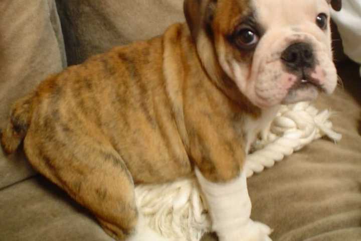 Puppy Worth $5K Kidnapped, $20K 'Mattress Money' Stolen From PA Home: State Police