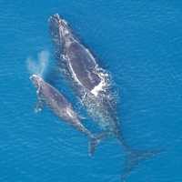 <p>A North Atlantic right whale mother and calf.
  
</p>