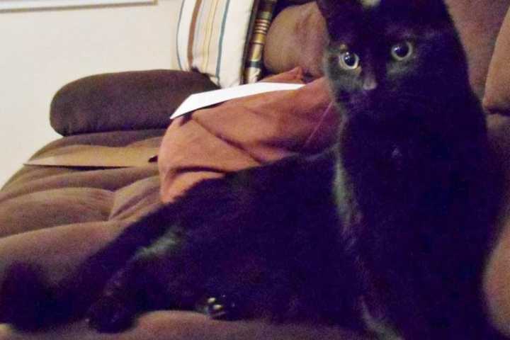 Evey Is SPCA Pet Of The Week