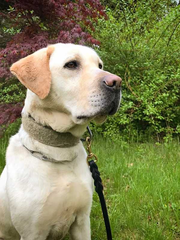 Bomb-Sniffing Dog Joins The Ranks At Westport Police Department