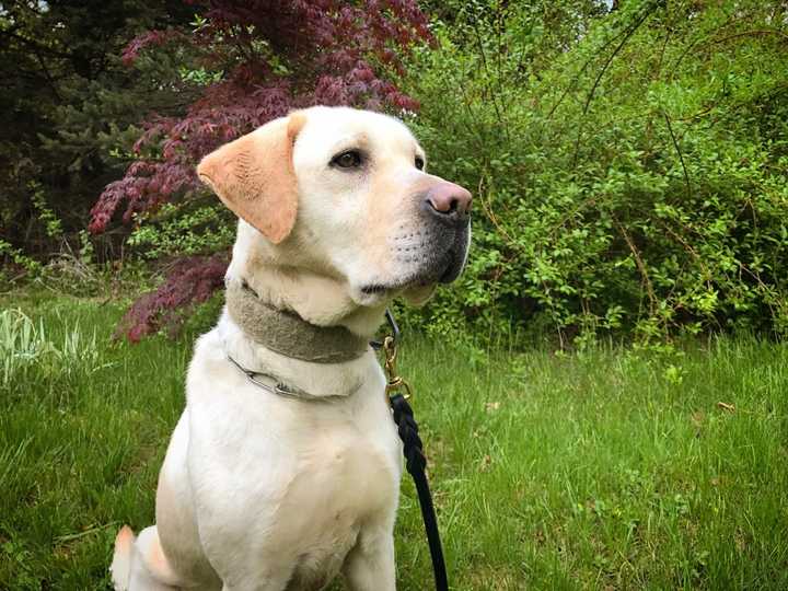 K-9 Ambo is the first K-9 for the Westport Police Department trained in detecting explosives.