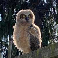 <p>A baby owl was recused by Suffolk County Police officers in Huntington Station.</p>